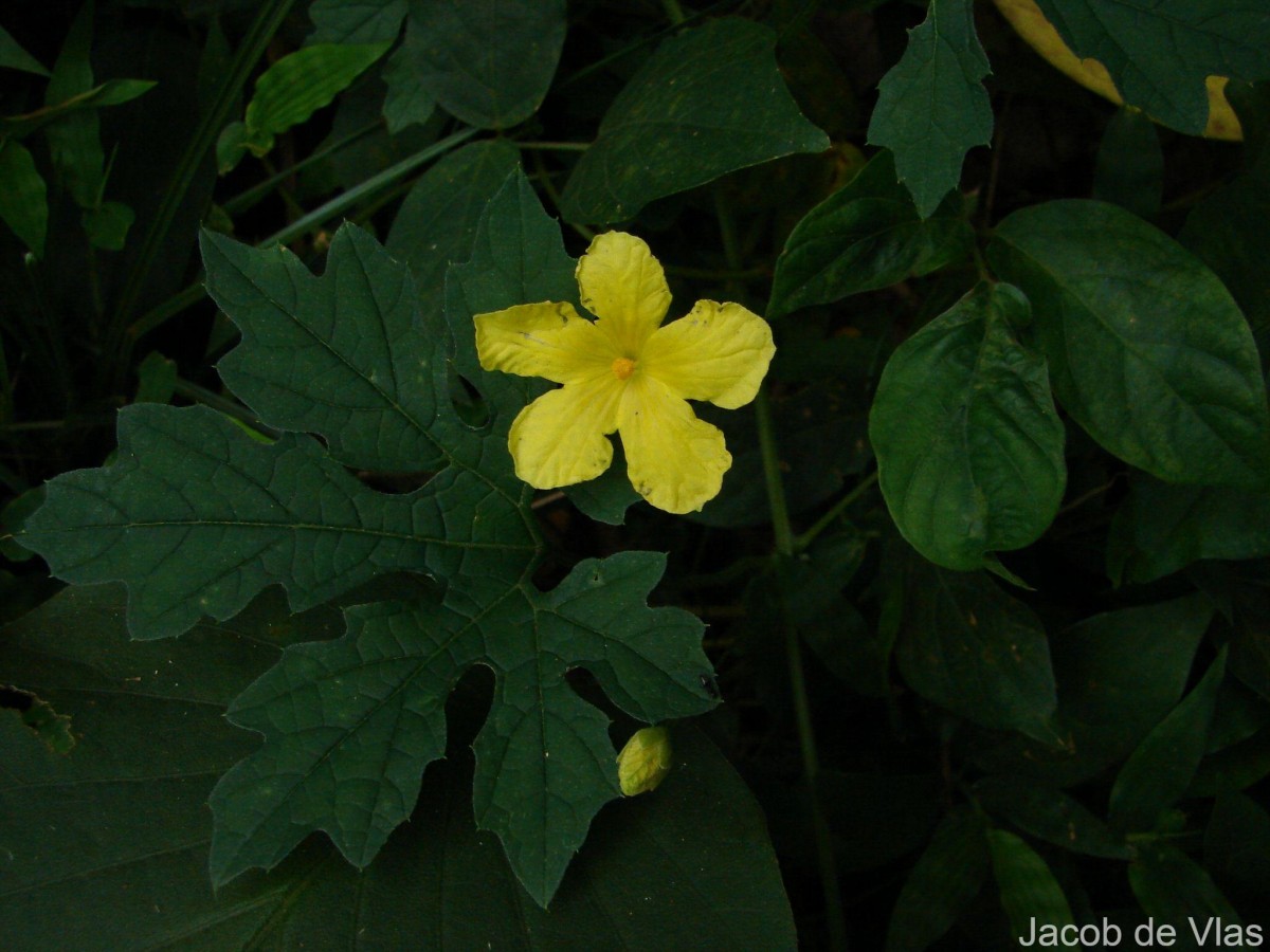 Momordica charantia L.